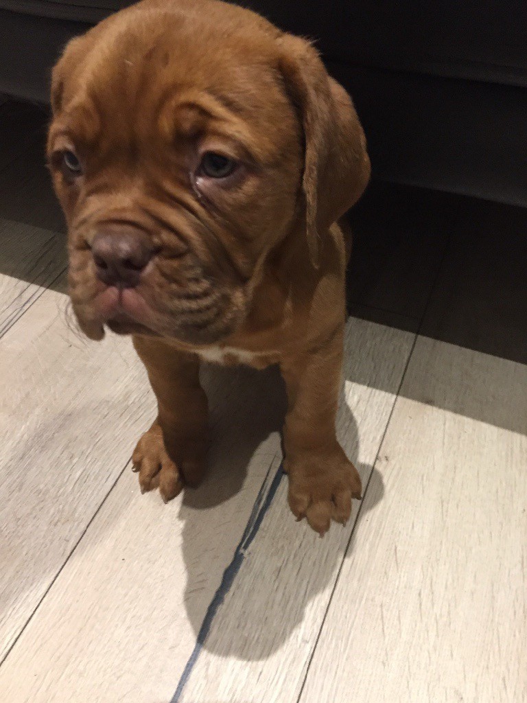 dogue de bordeaux for sale gumtree